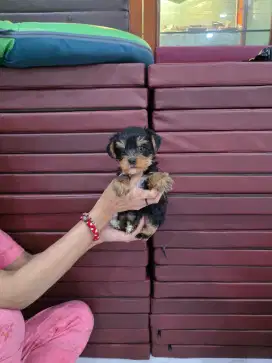 Di cari kennel boy
