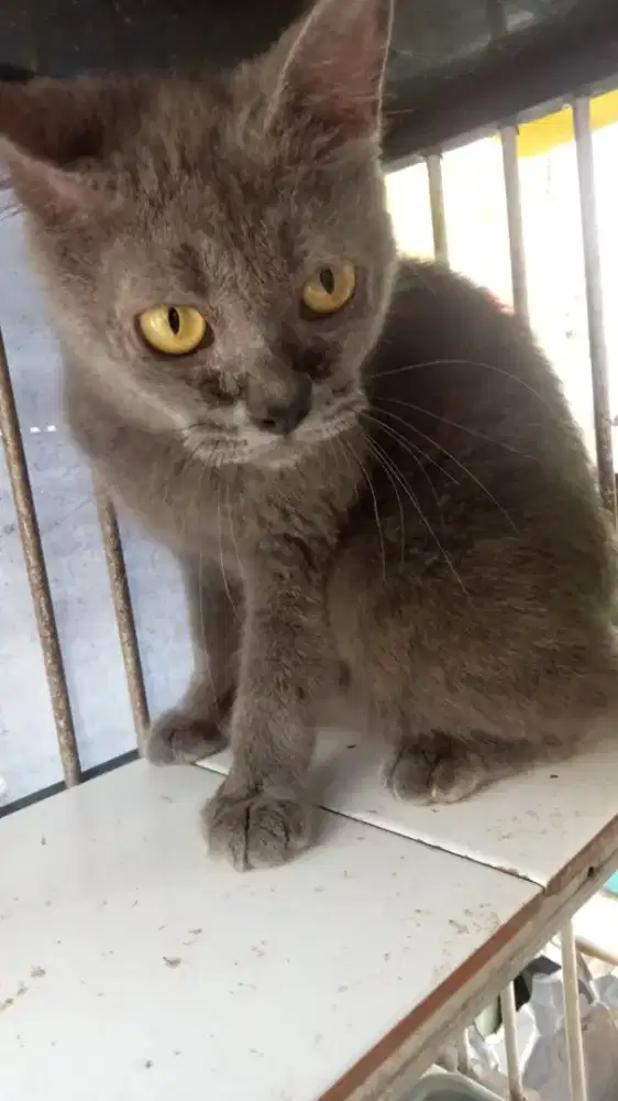 Kucing bsh betina