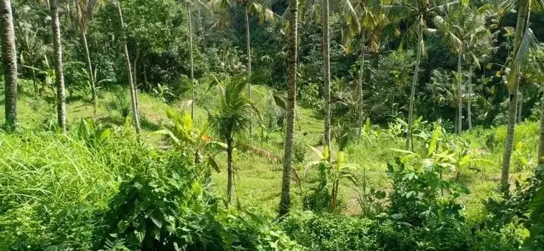 Tanah super murah los sungai view junggle ubud tegalalang
