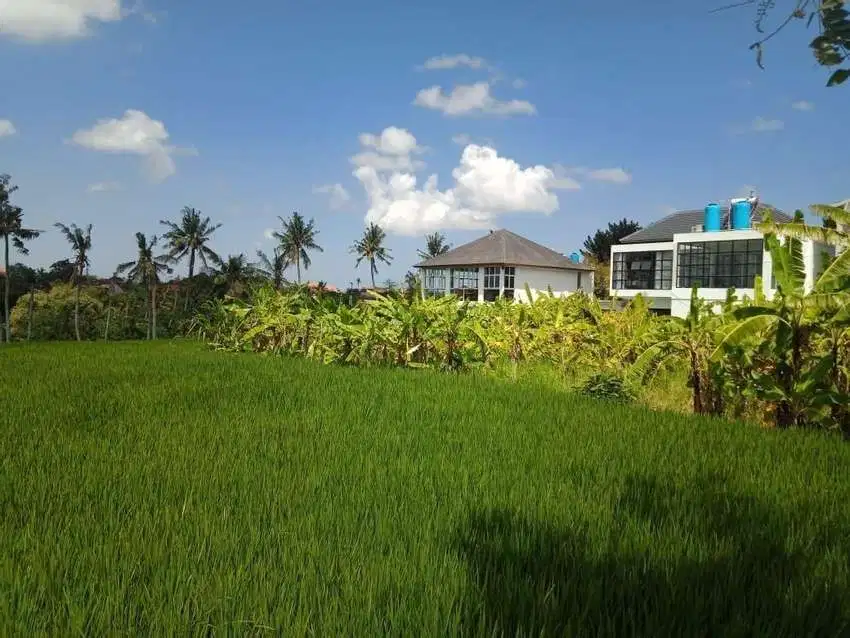 Tanah Pinggir Jalan utama Uma Buluh Canggu Badung