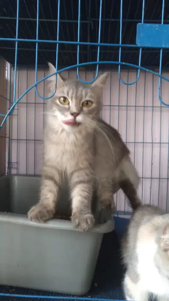 Kucing Bsh x Bsh Munchkin Anak Kucing Bsh