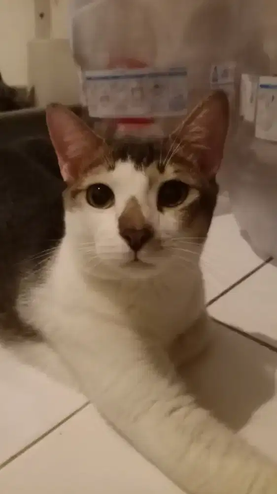 Free adopsi kucing kampung bersih