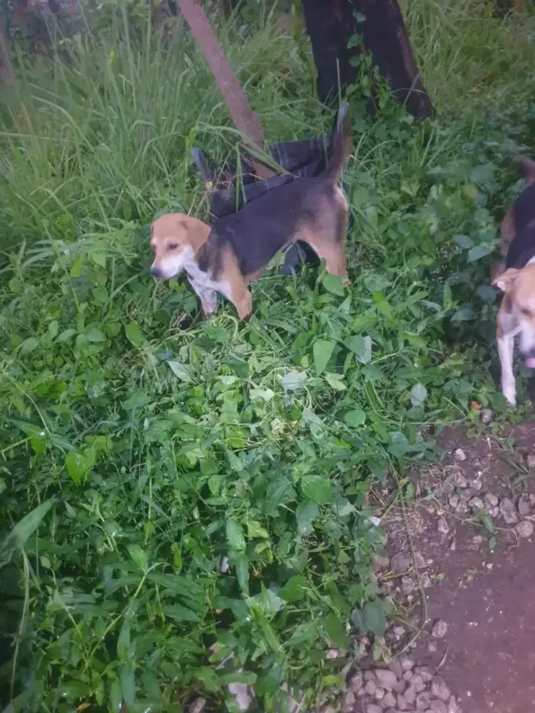 Semi hibah mix beagle kampung