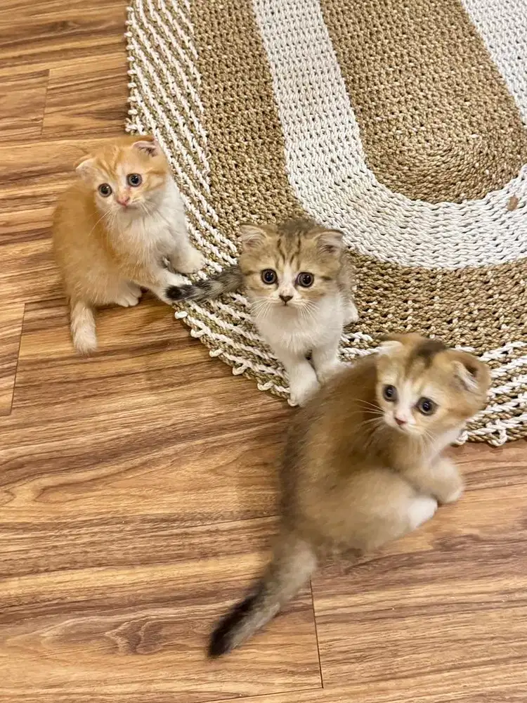 Anak kucing scotish fold golden