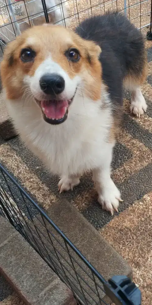Pejantan Corgi Ngalung