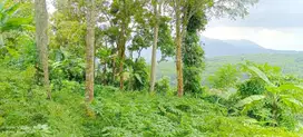 Tanah Trawas Istimewa