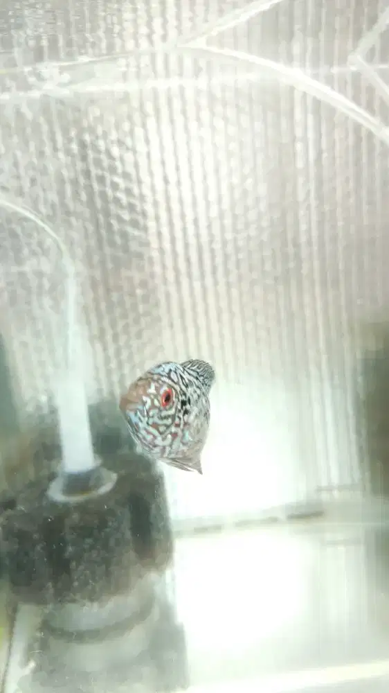 ikan louhan kamfa