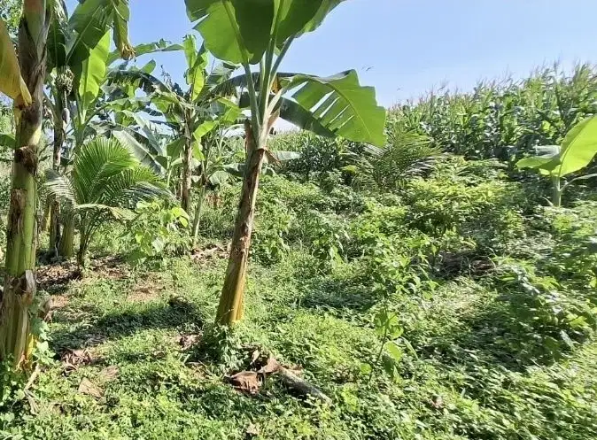 Tanah kebun view sawah dekat pantai di tabanan bali