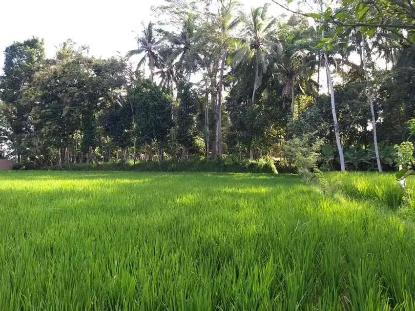 Tanah murah pinggir jalan utama full view sawah ubud tegalalang