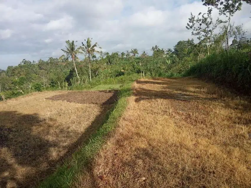 Tanah super murah di ubud payangan view junggle dan sawah