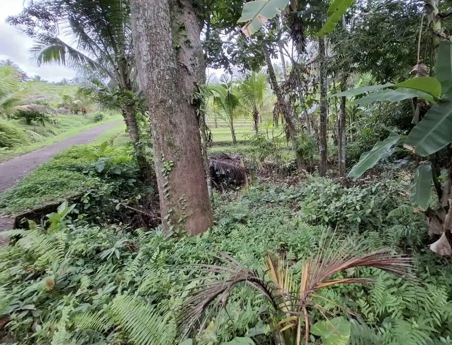 Tanah kebun 20 are 600 juta masih nego