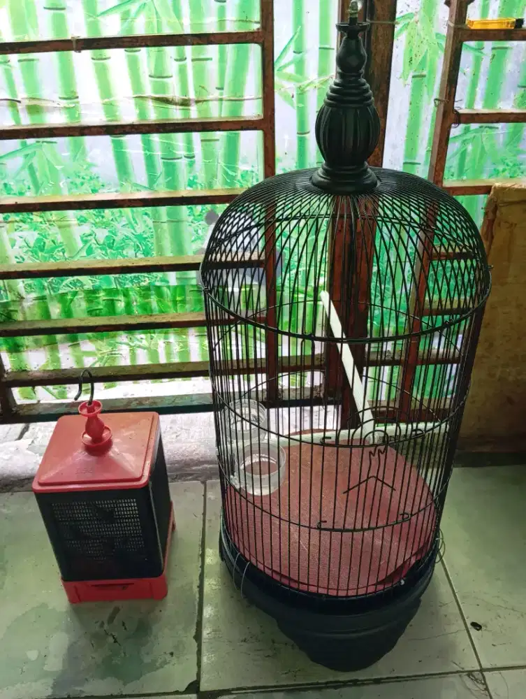 Kandang lovebird dan jangkrik