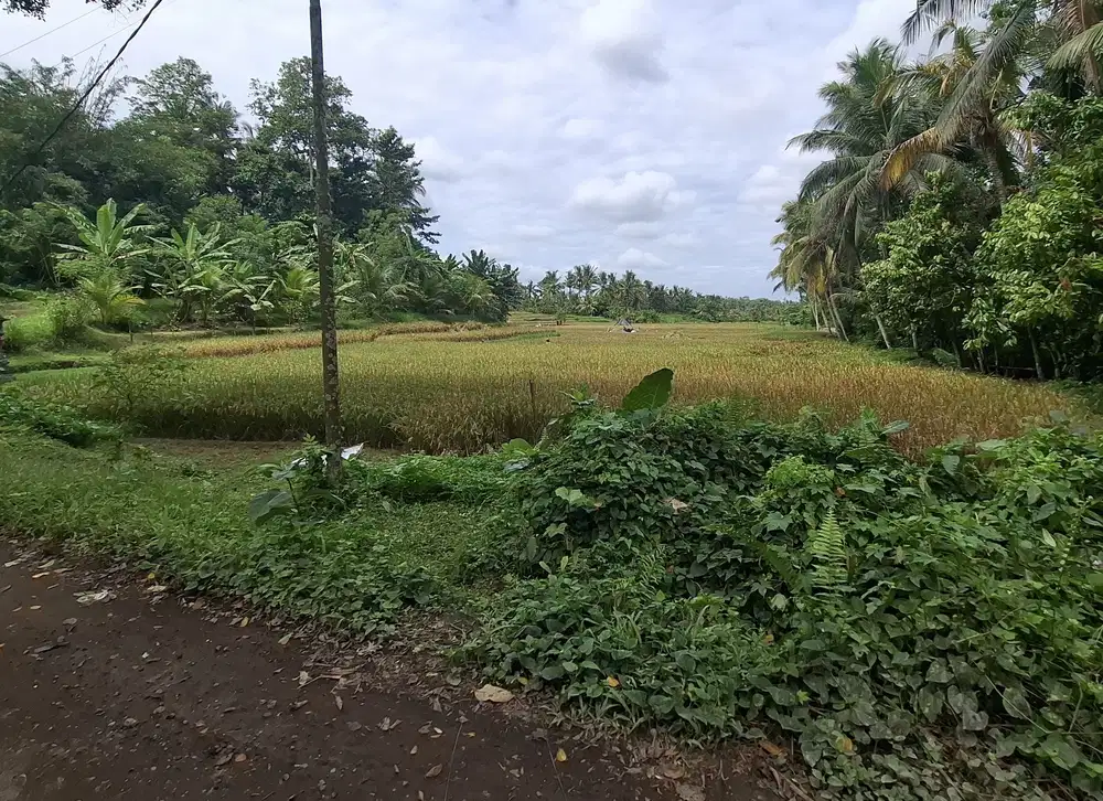 Dijual tanah view sawah di selemadeg tabanan