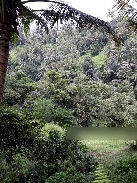 Tanah Los sungai Bangkiang Sidem Ubud Dkt Hotel Chapung Sebali