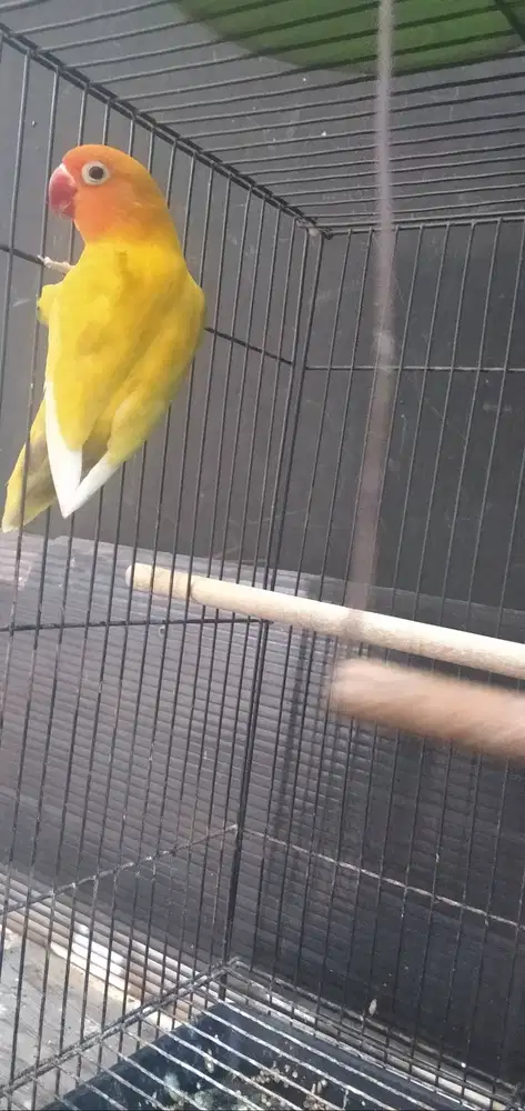 Dijual Burung Lovebird lutino retina merah