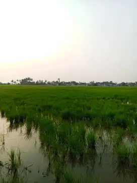 Dijual Tanah Sawah di Pakuhaji Tangerang