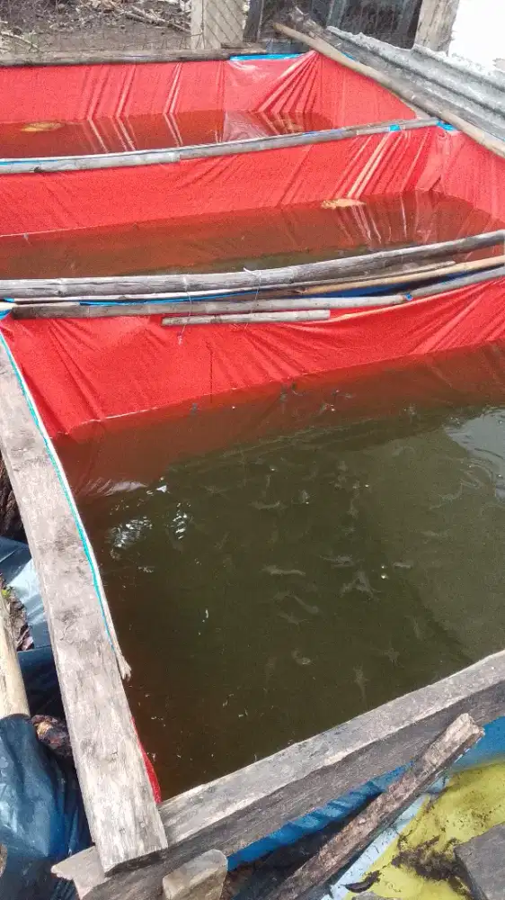 Jual bibit ikan Lele mutiara
