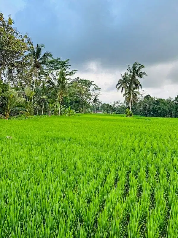 Dijual Tanah 50 Are Tegalalang, Ubud