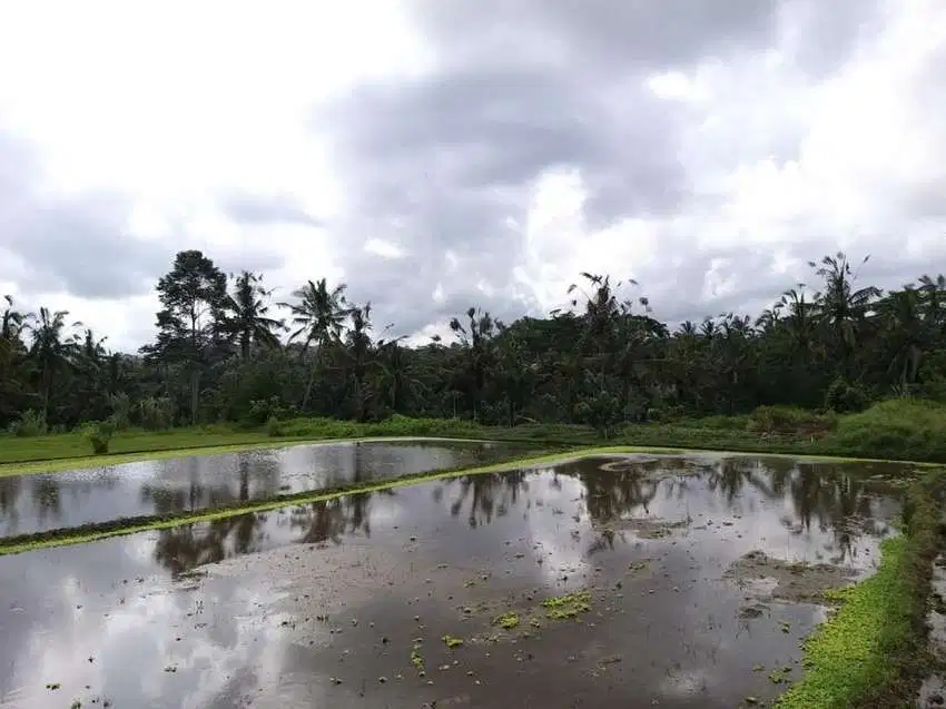 Tanah super premium di dkt centrak ubud los sungai petanu view sawah