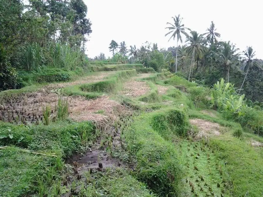 Tanah Premium Los Sungai fiew sawah lembah sungai ubud dkt hotel