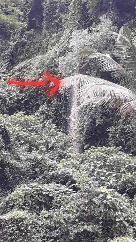 Tanah super murah los sungai junggle view air terjun