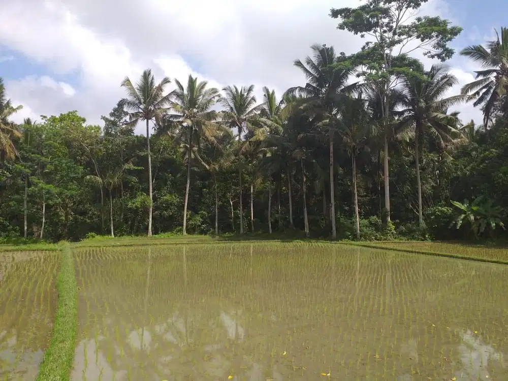 Tanah super murah di ubud pejeng dkt central full view sawah