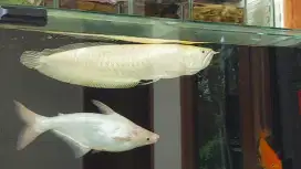 Arwana Silver Albino