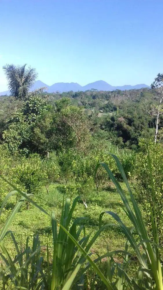 Tanah super murah ubud taro dkt elefphant park
