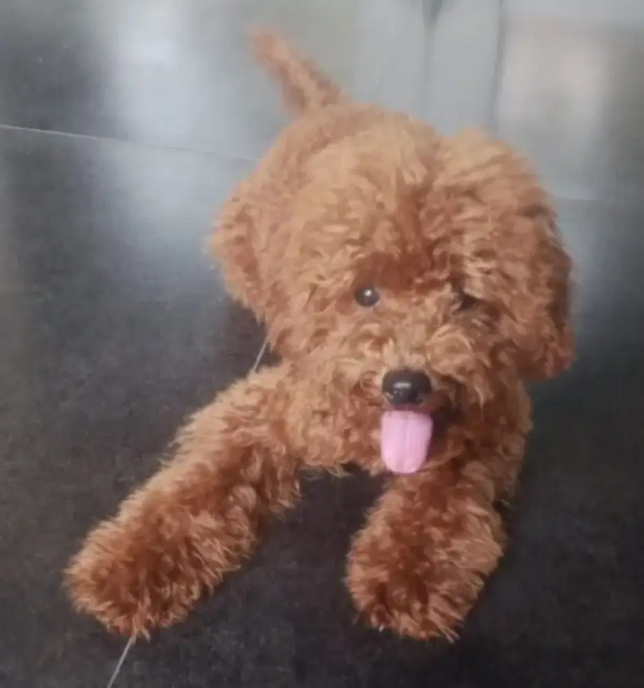 Poodle tanggal 19 April 2025