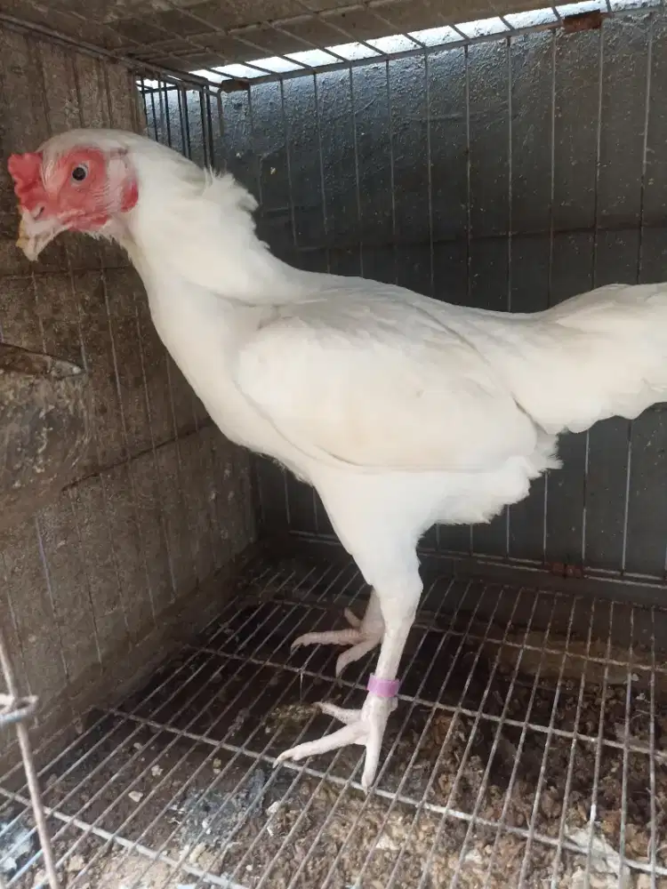 Ayam bangkok betina mata kristal