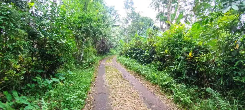 Dijual Tanah View Sawah Tabanan