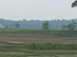 Tanah Murah Pinggir Jalan Raya Untuk Perumahan di Cariu Bogor