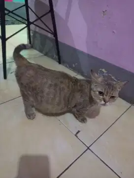 Kucing munchkin HAMIL/cebol/kaki pendek (no persia no bsh no peaknose)