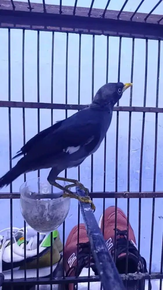 Jual Hewan Burung