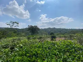 Dijual Murah Tanah 1,5 ha Kebun Manggis dan Teh di Bojong Purwakarta