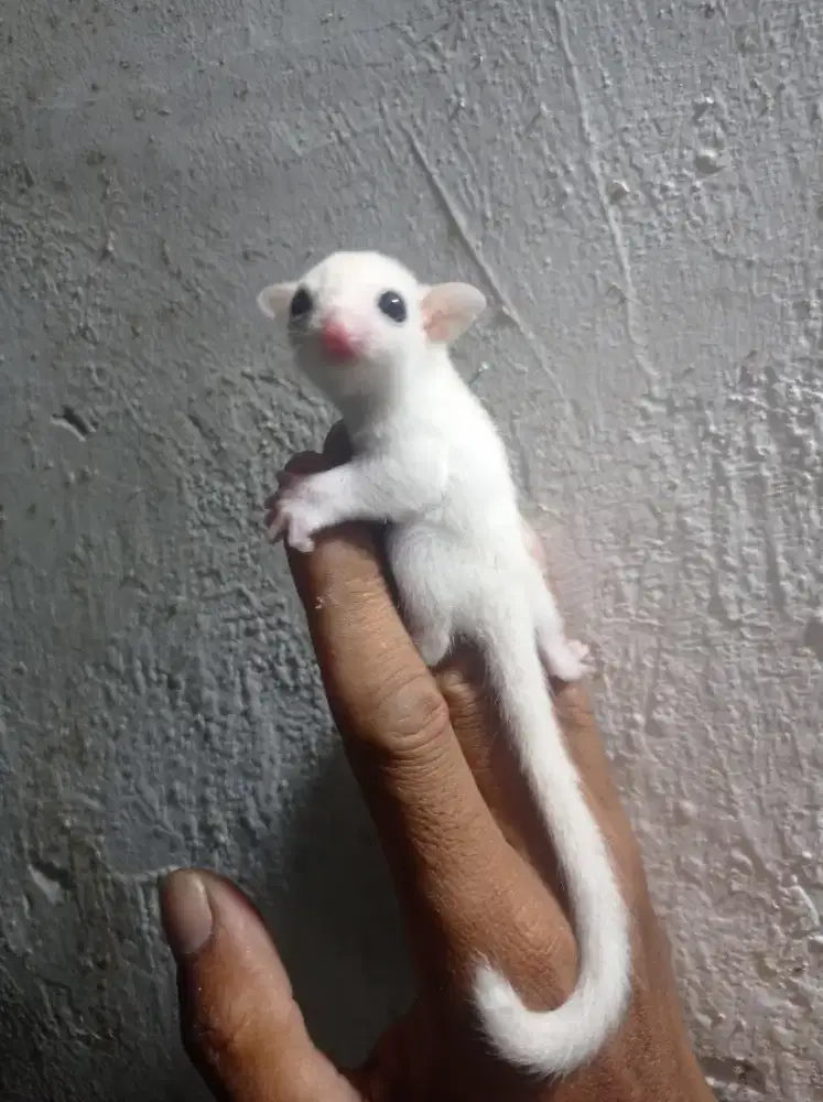 Sugar glider leucistic