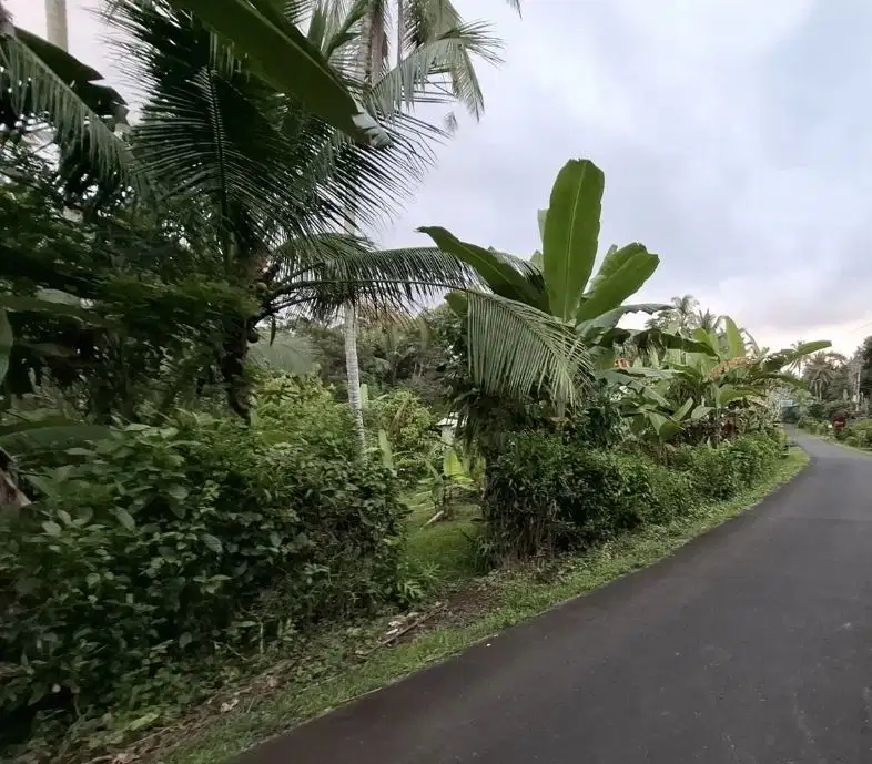 Tanah kebun 10 are kontur 100%datar zona kuning