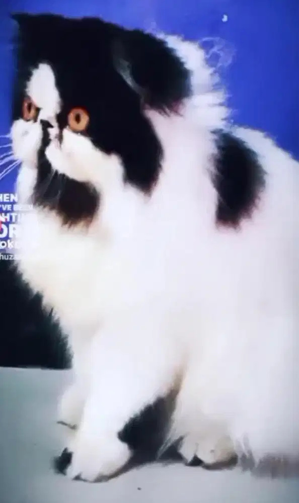 Persia peaknose betina proven