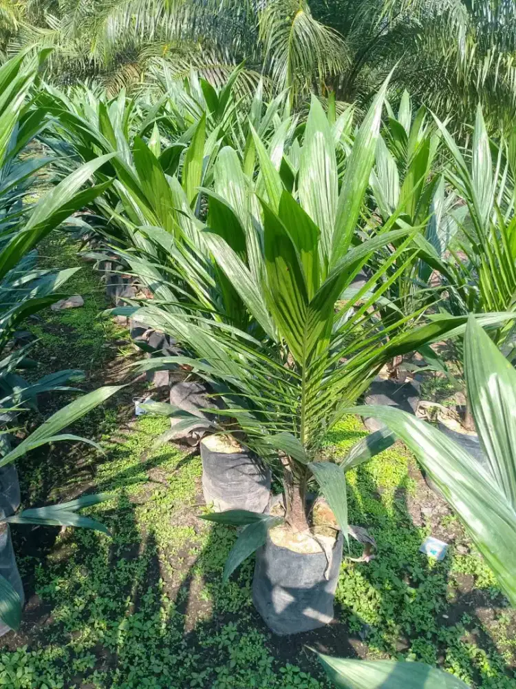 Menjual bibit sawit unggul Umur dari 8 sampai 18 bulan siap antar