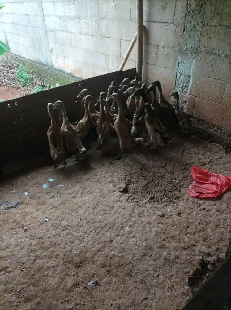 Bebek jatan ada 20 ekor harga satuan 60an