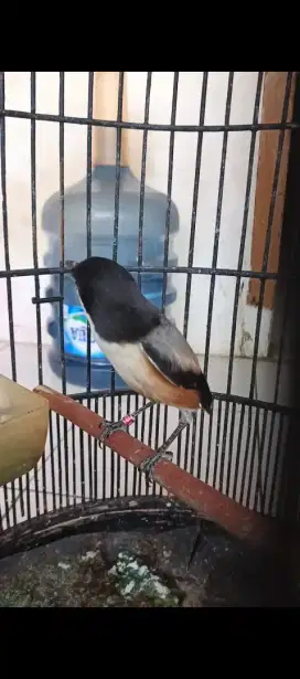 Pentet gondrong dan blangkon