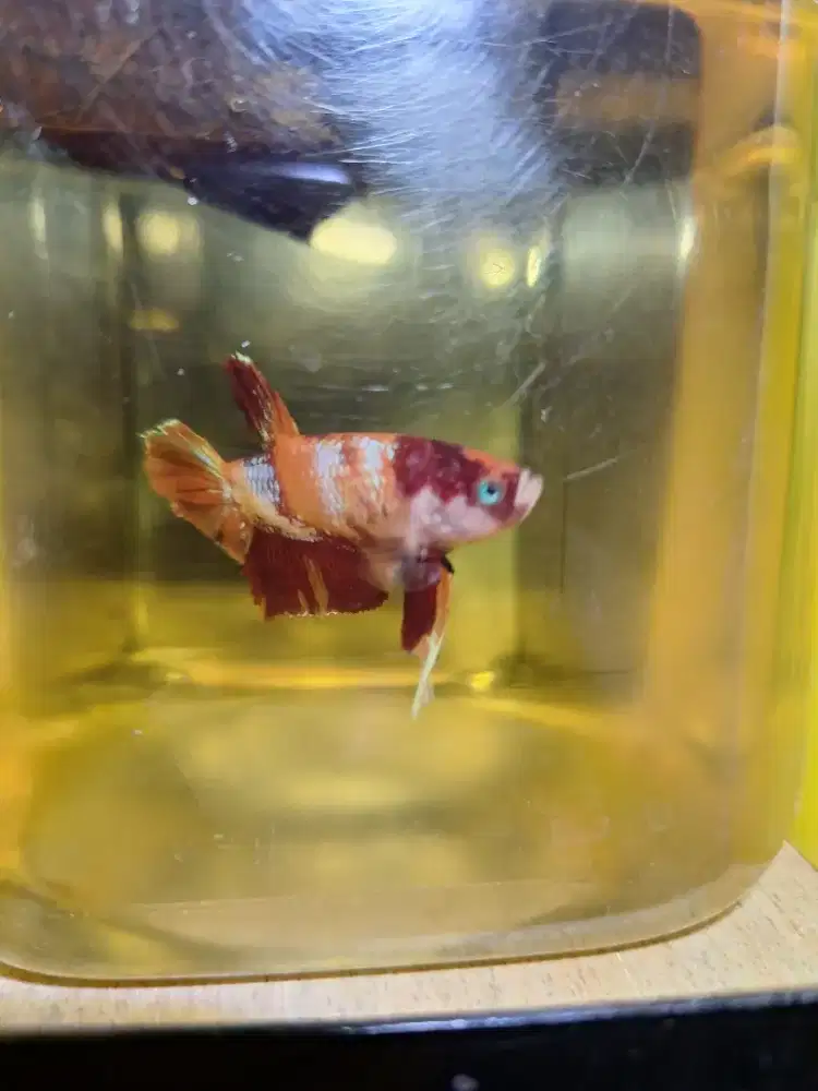 Ikan cupang plakat nemo red koi 1pair