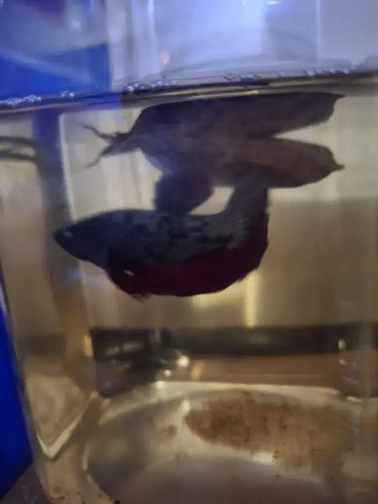 Ikan cupang male Avc