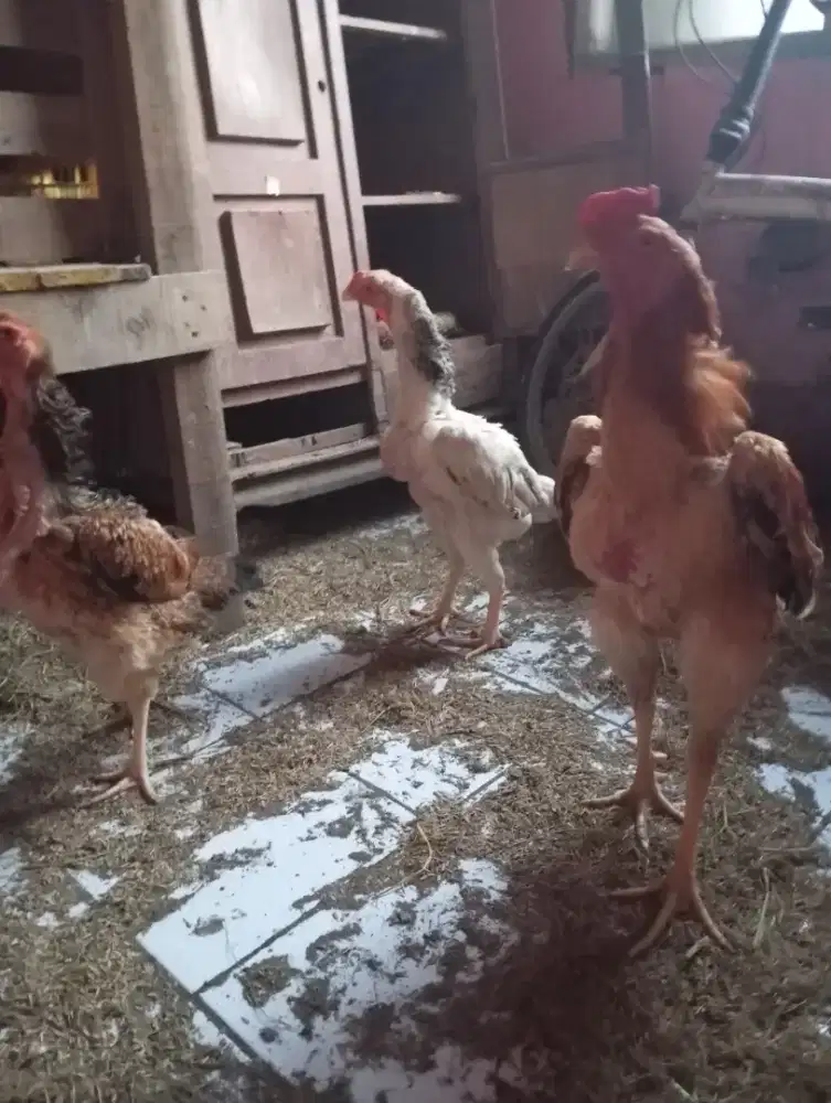 Anak ayam shamo line zucter
