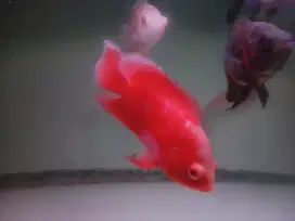 Ikan oscar red chili