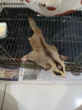 Sugar glider jantan