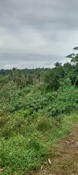 Investasi Dijual Tanah Bagus di Desa Kuripan Ciseeng 250 ribu per m2