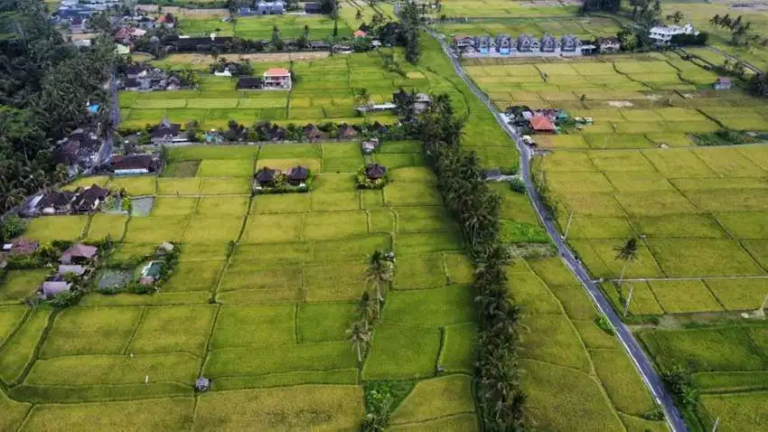 Dijual MURAH Tanah Di Tegallalang View Persawahan & Pegunungan