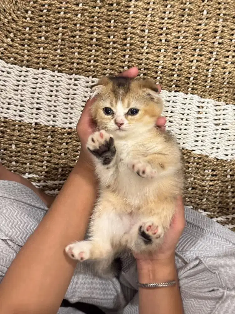 Kitten scotish fold pure golden