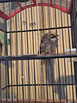 Cucak rowo hutan original